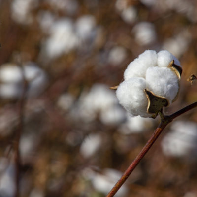 Cotton  field